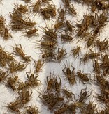 Magazoo Banded Cricket 1" (Gryllodes sigillatus)