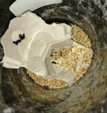 Magazoo Buffalo Worm Cultivation