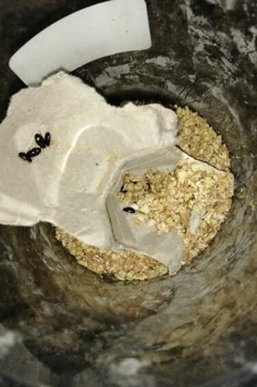 Magazoo Buffalo Worm Cultivation