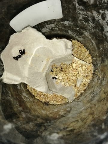 Magazoo Buffalo Worm Cultivation