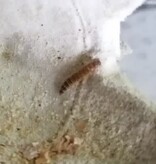 Magazoo Culture  de vers Buffalo