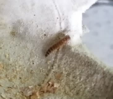 Magazoo Buffalo Worm Cultivation