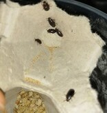 Magazoo Buffalo Worm Cultivation