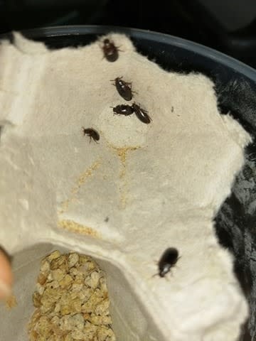 Magazoo Buffalo Worm Cultivation