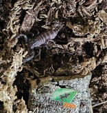 Magazoo Scorpion noir d'Asie Bébé /Heterometrus spinifer