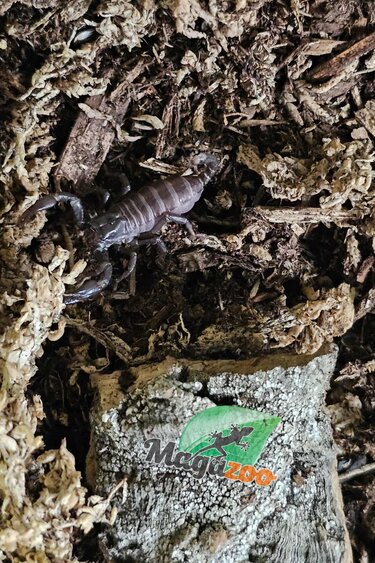 Magazoo Scorpion noir d'Asie Bébé /Heterometrus spinifer