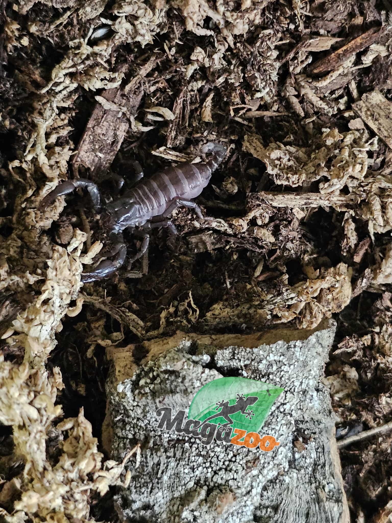 Magazoo Scorpion noir d'Asie Bébé /Heterometrus spinifer