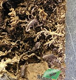 Magazoo Scorpion noir d'Asie Bébé /Heterometrus spinifer