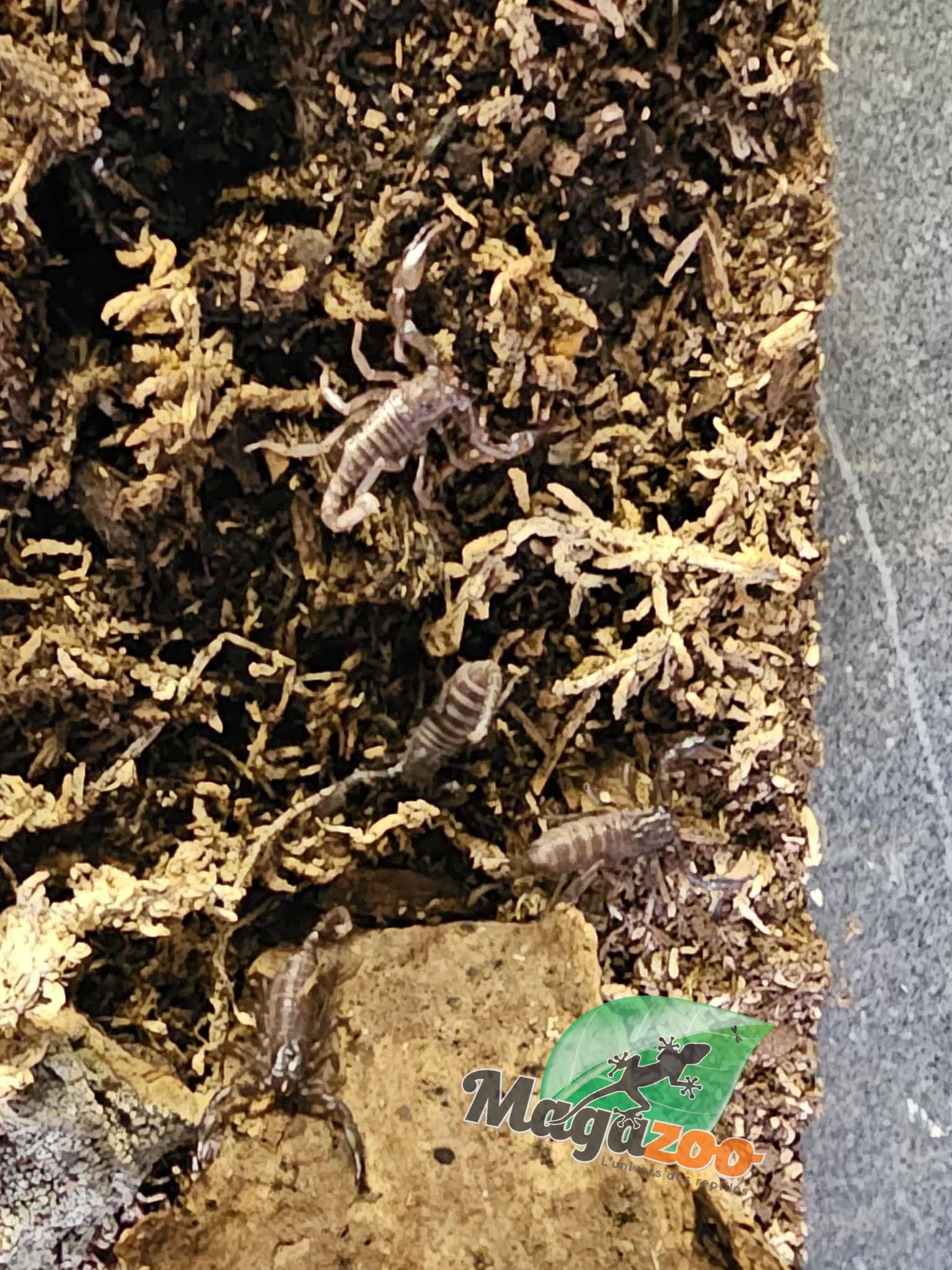 Magazoo Scorpion noir d'Asie Bébé /Heterometrus spinifer