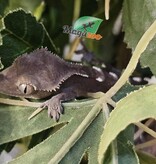 Magazoo Gecko à crête Axanthic Mâle Juvénile #2