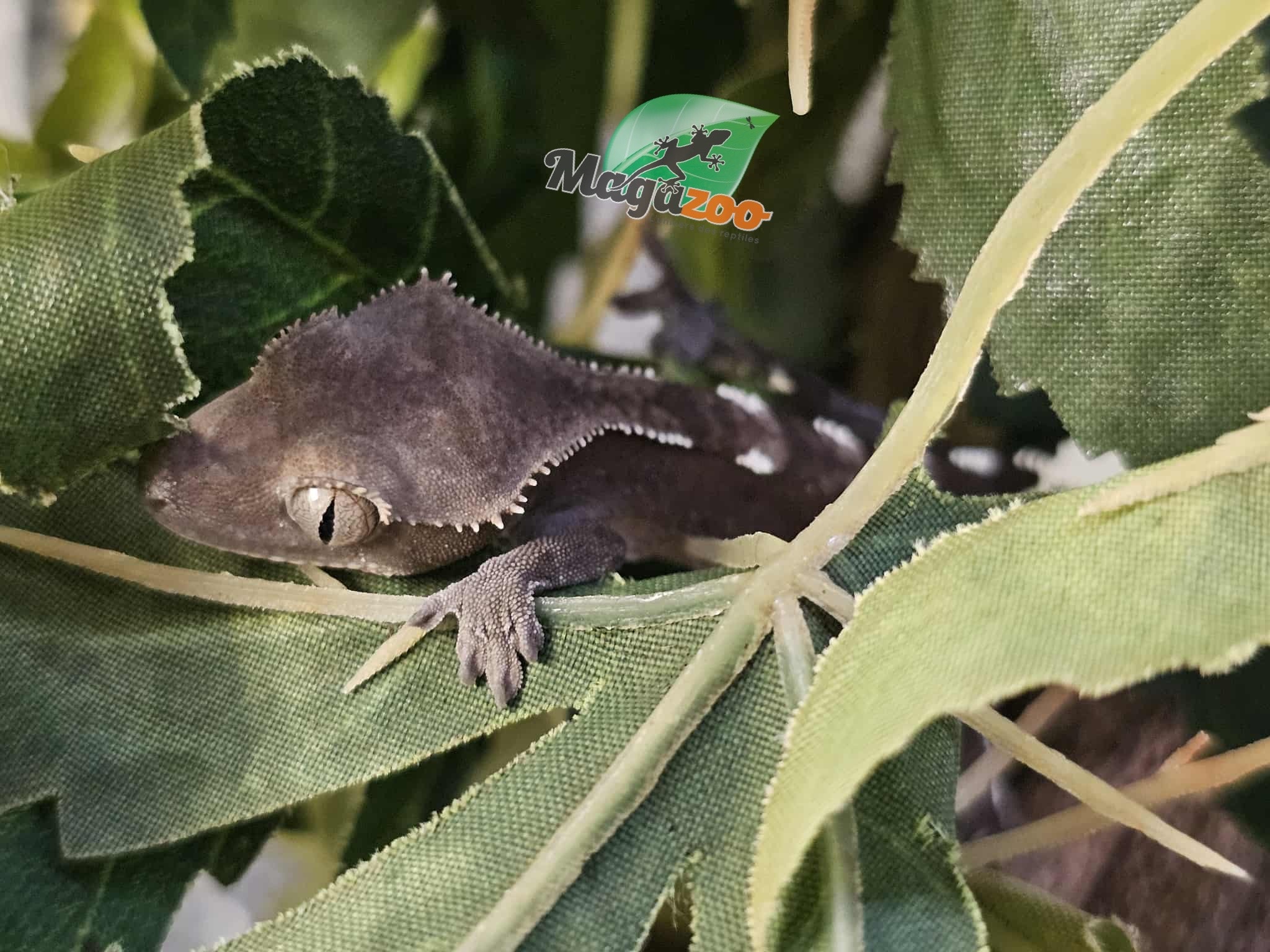 Magazoo Gecko à crête Axanthic Bébé #2
