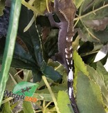 Magazoo Gecko à crête Axanthic Mâle Juvénile #2