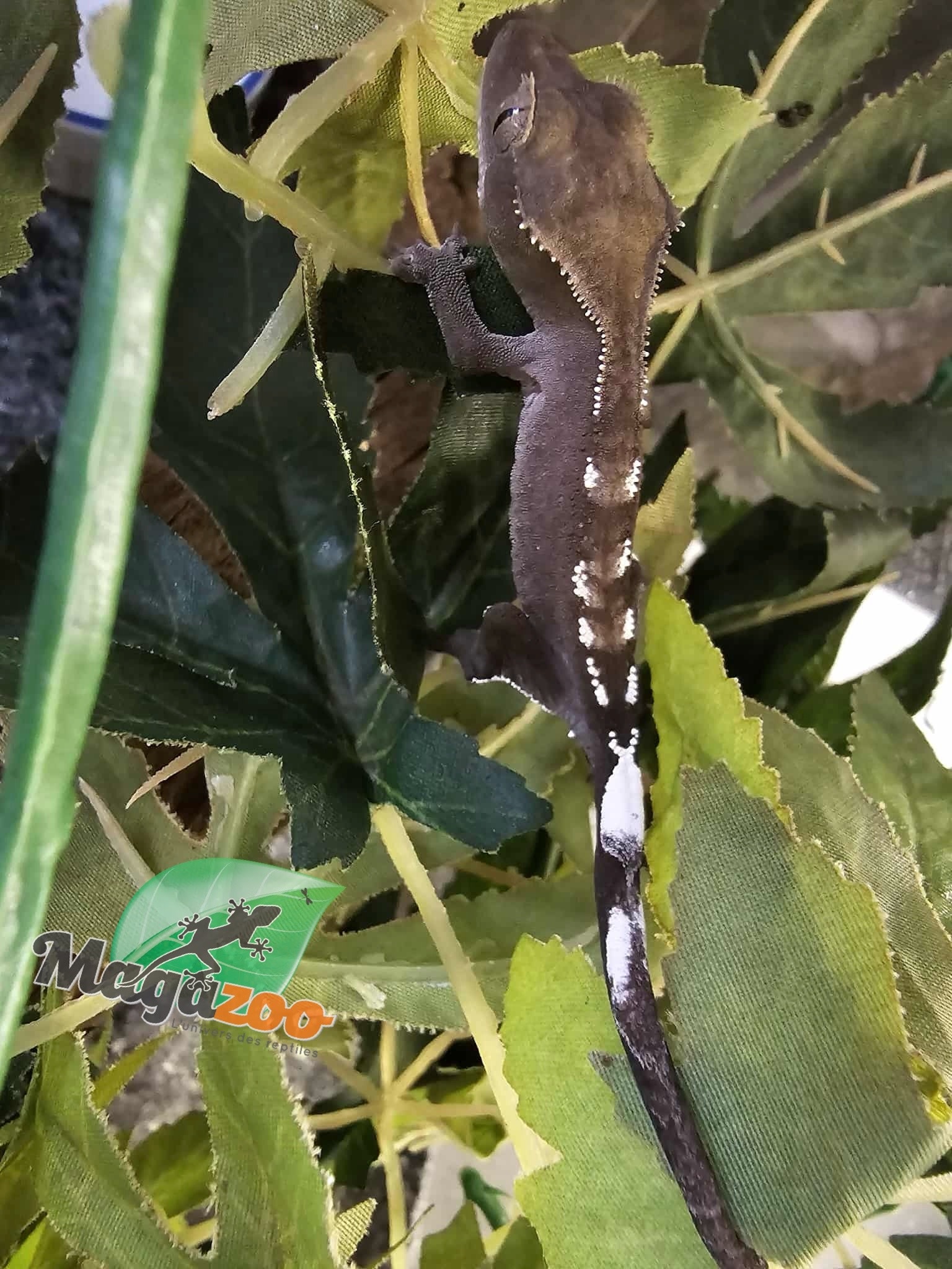 Magazoo Gecko à crête Axanthic Bébé #2