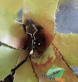 Magazoo Gecko à crête Axanthic Bébé #1