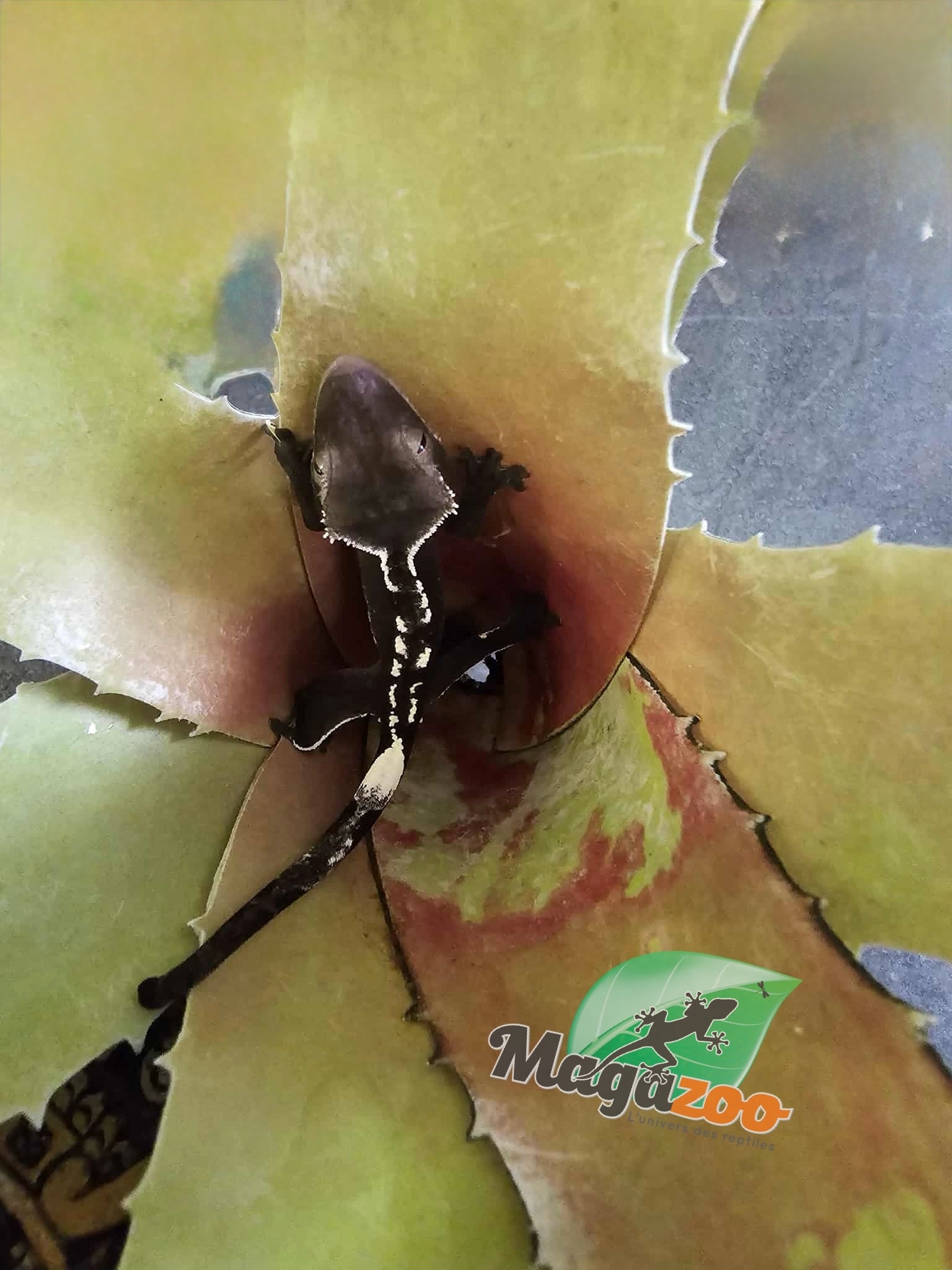 Magazoo Gecko à crête Axanthic Bébé #1