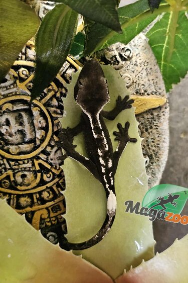 Magazoo Gecko à crête Axanthic Bébé #1