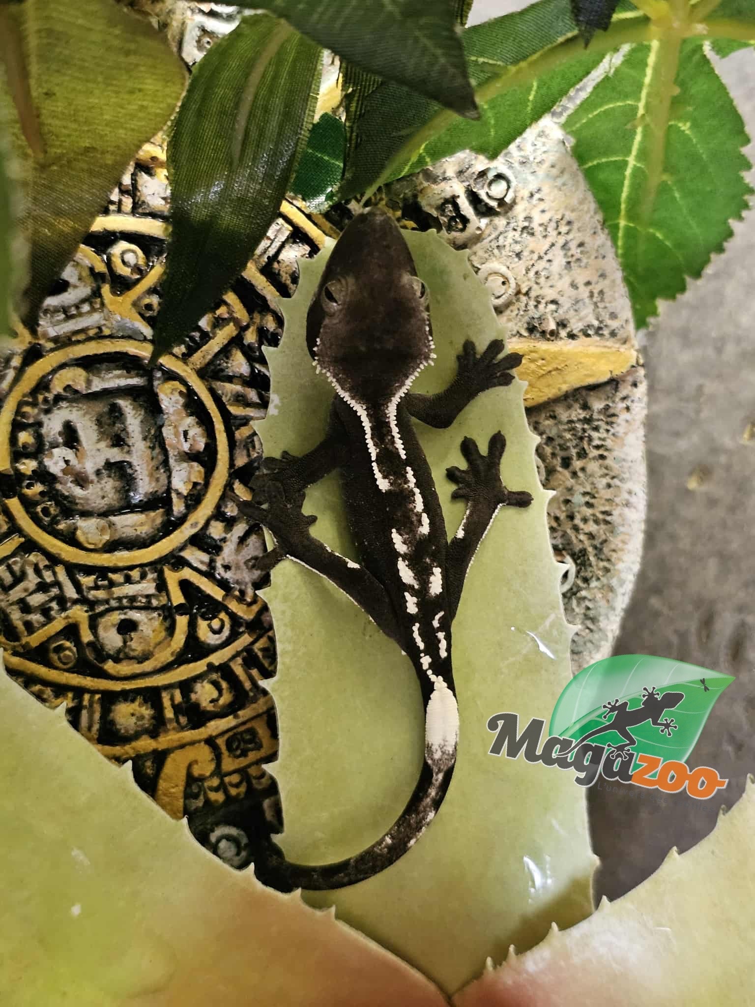 Magazoo Gecko à crête Axanthic Bébé #1