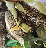 Magazoo Gecko à crête Axanthic Bébé #1