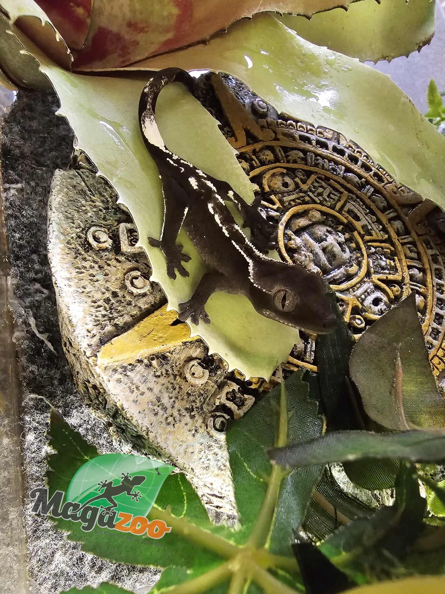 Magazoo Axanthic Baby Crested gecko #1