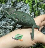 Magazoo Caméléon casqué du Yemen Mâle Élevé et né en captivité Juvénile #1