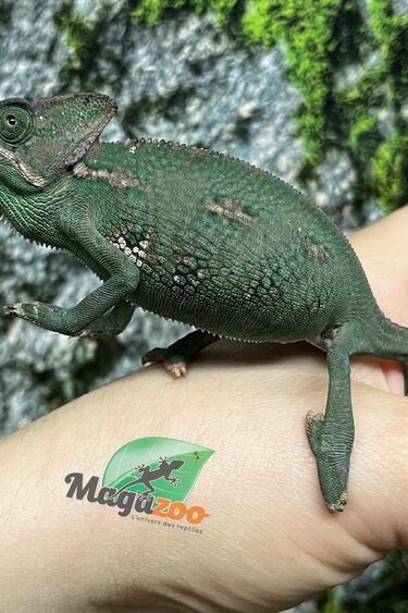Magazoo Caméléon casqué du Yemen Mâle Élevé et né en captivité Juvénile #1