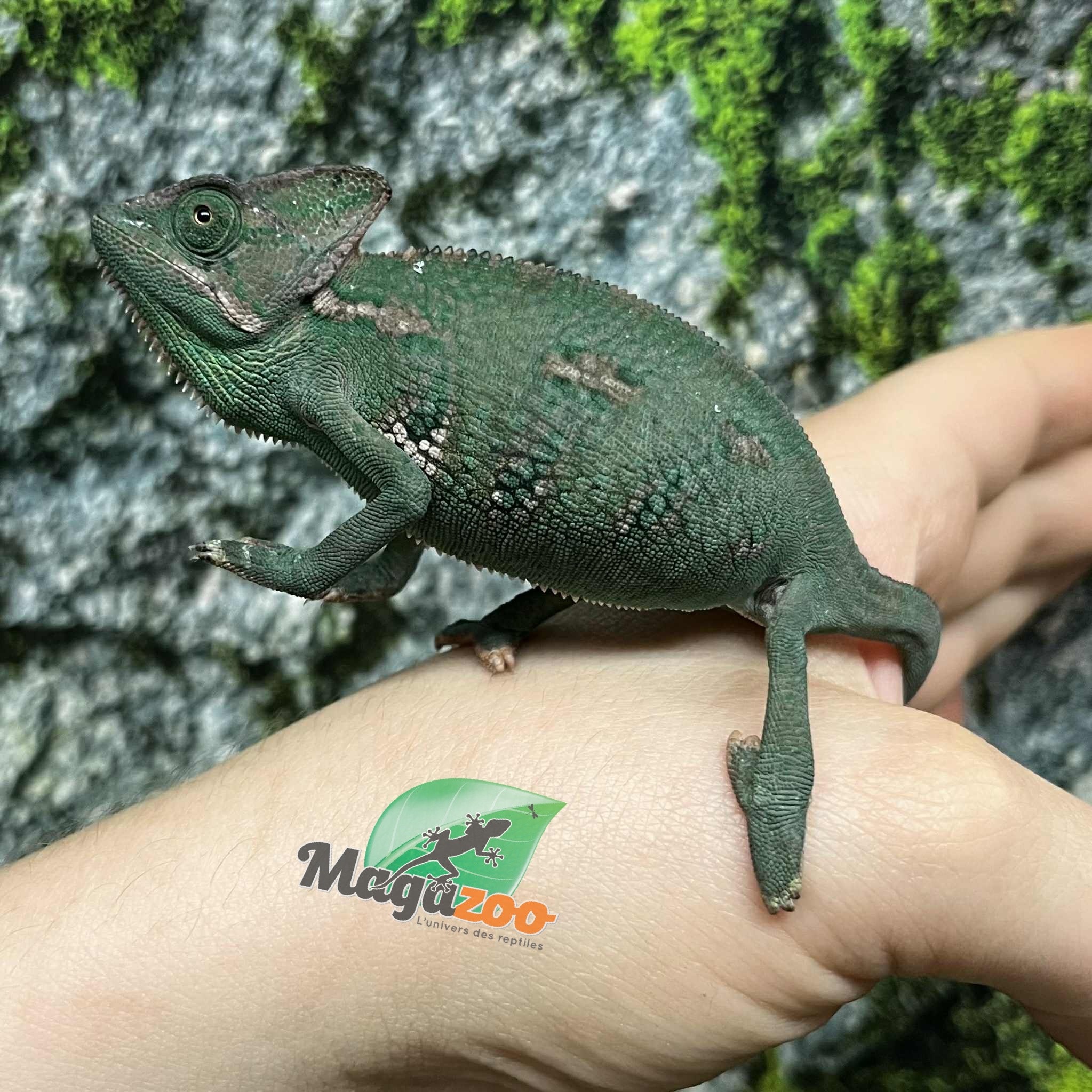 Magazoo Caméléon casqué du Yemen Mâle Élevé et né en captivité Juvénile #1