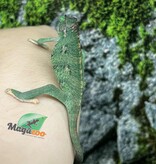 Magazoo Male CBB Juvenile Veiled Chameleon #1
