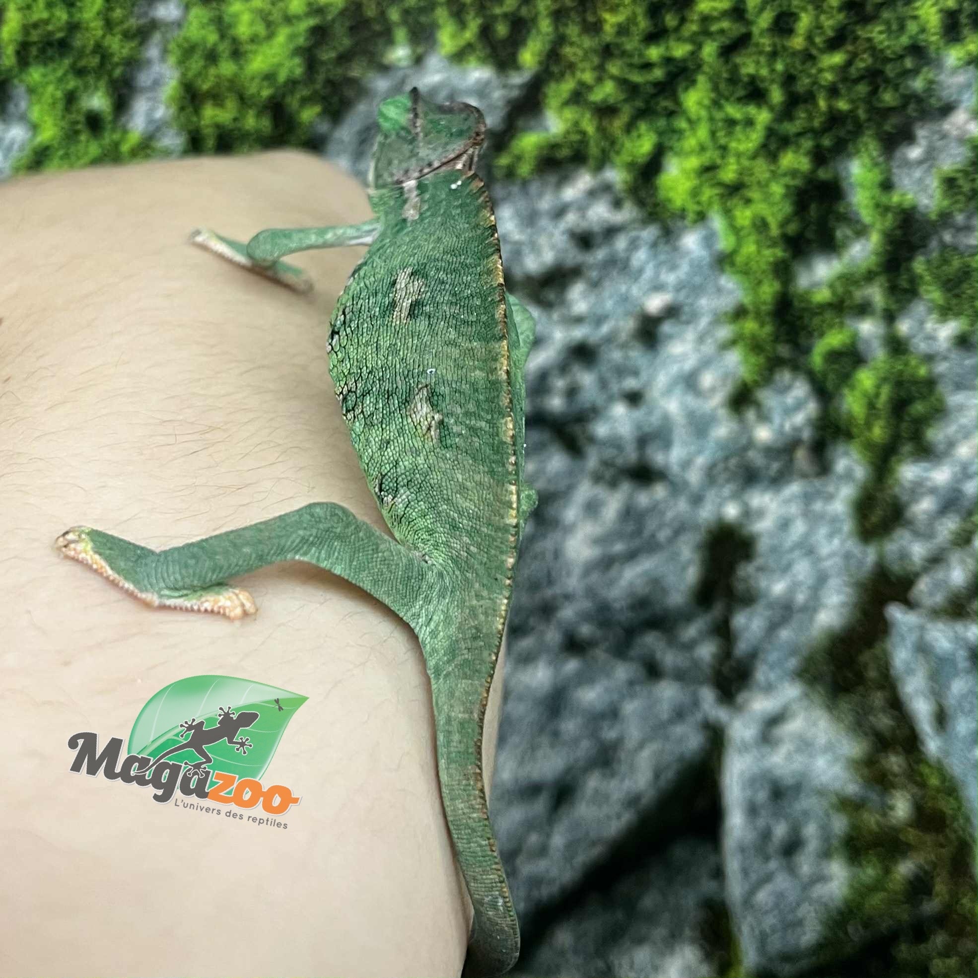 Magazoo Male CBB Juvenile Veiled Chameleon #1