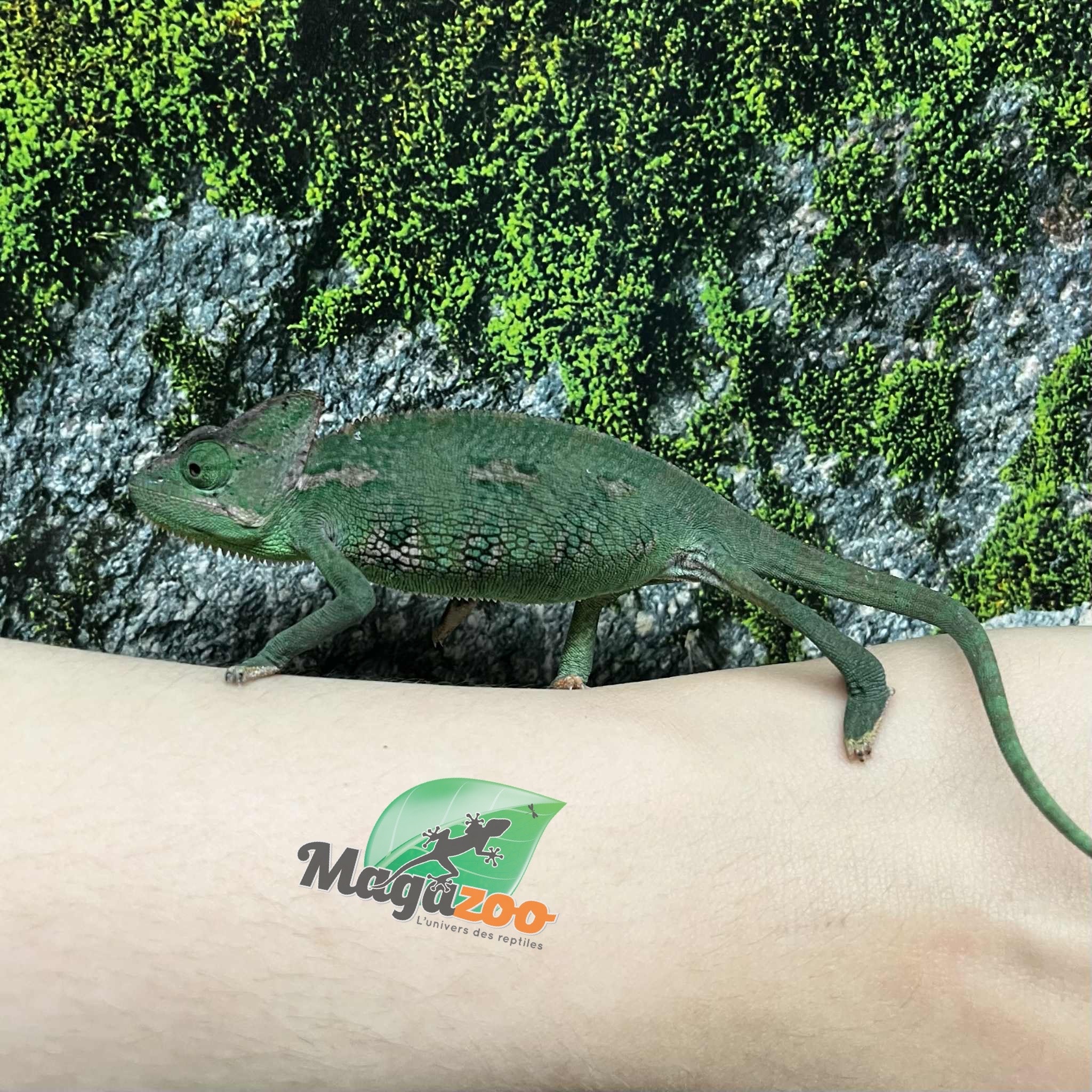 Magazoo Male CBB Juvenile Veiled Chameleon #1