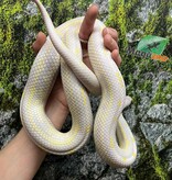 Magazoo California king snake Aberrant albino baby female