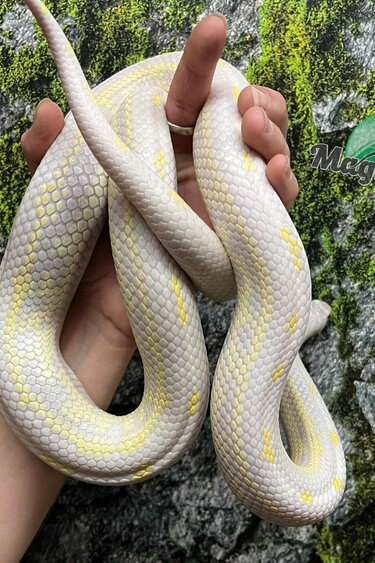 Magazoo Serpent Roi Californie Aberrant albino femelle