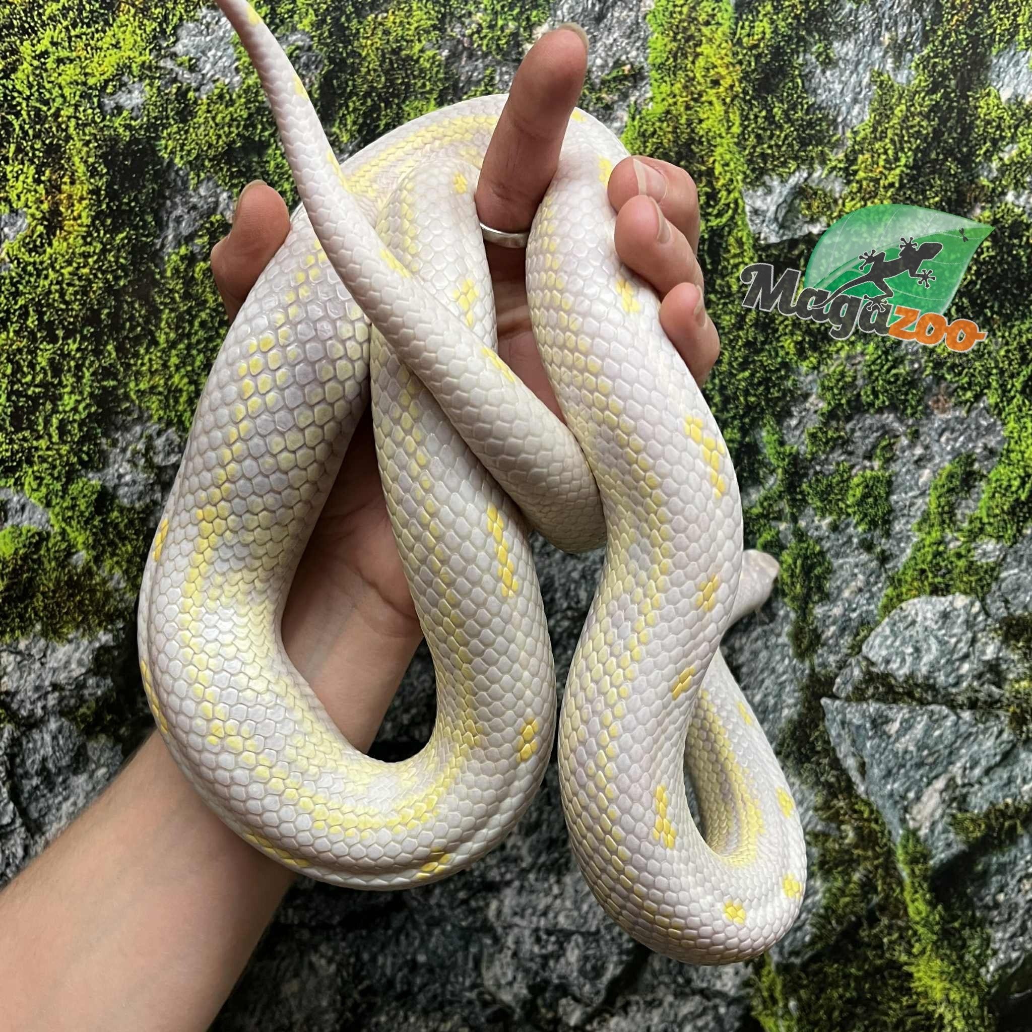 Magazoo California king snake Aberrant albino baby female