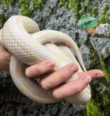 Magazoo Serpent Roi Californie Aberrant albino femelle