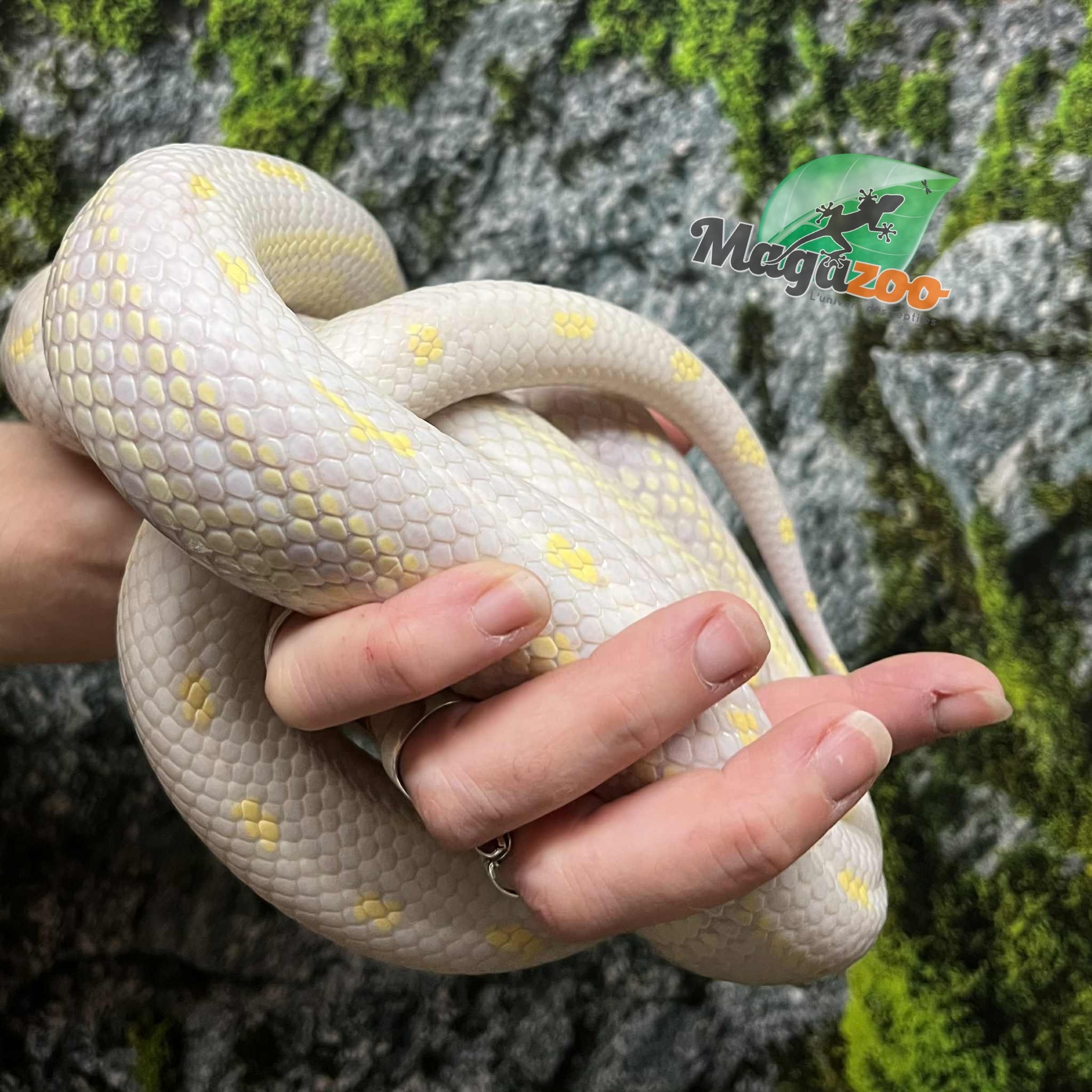 Magazoo California king snake Aberrant albino baby female
