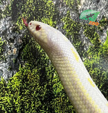 Magazoo Serpent Roi Californie Aberrant albino femelle
