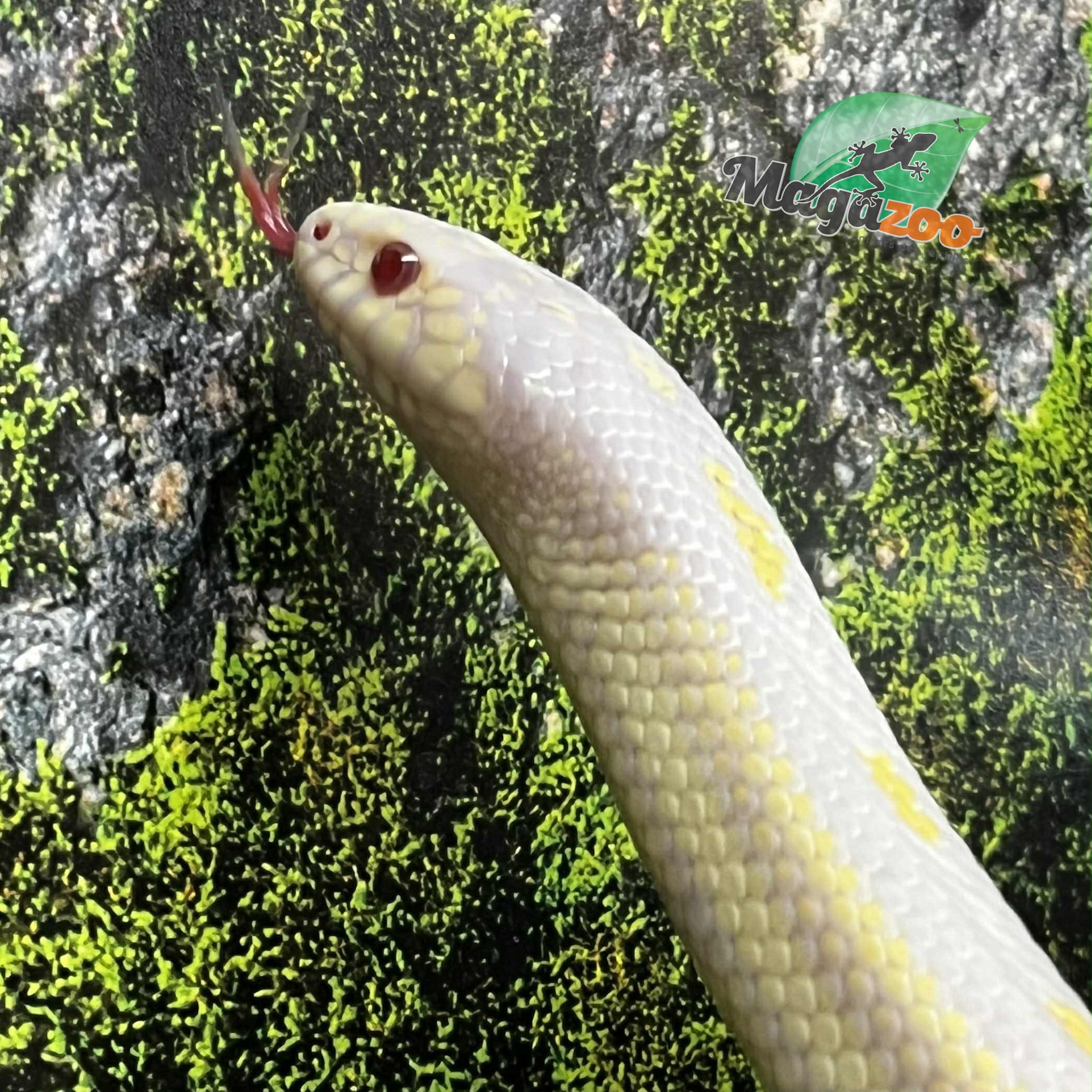Magazoo Serpent Roi Californie Aberrant albino femelle