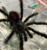 Magazoo Mygale à orteil rose 3'' /Avicularia avicularia