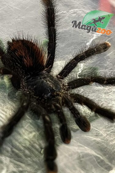 Magazoo Mygale à orteil rose 2'' /Avicularia avicularia