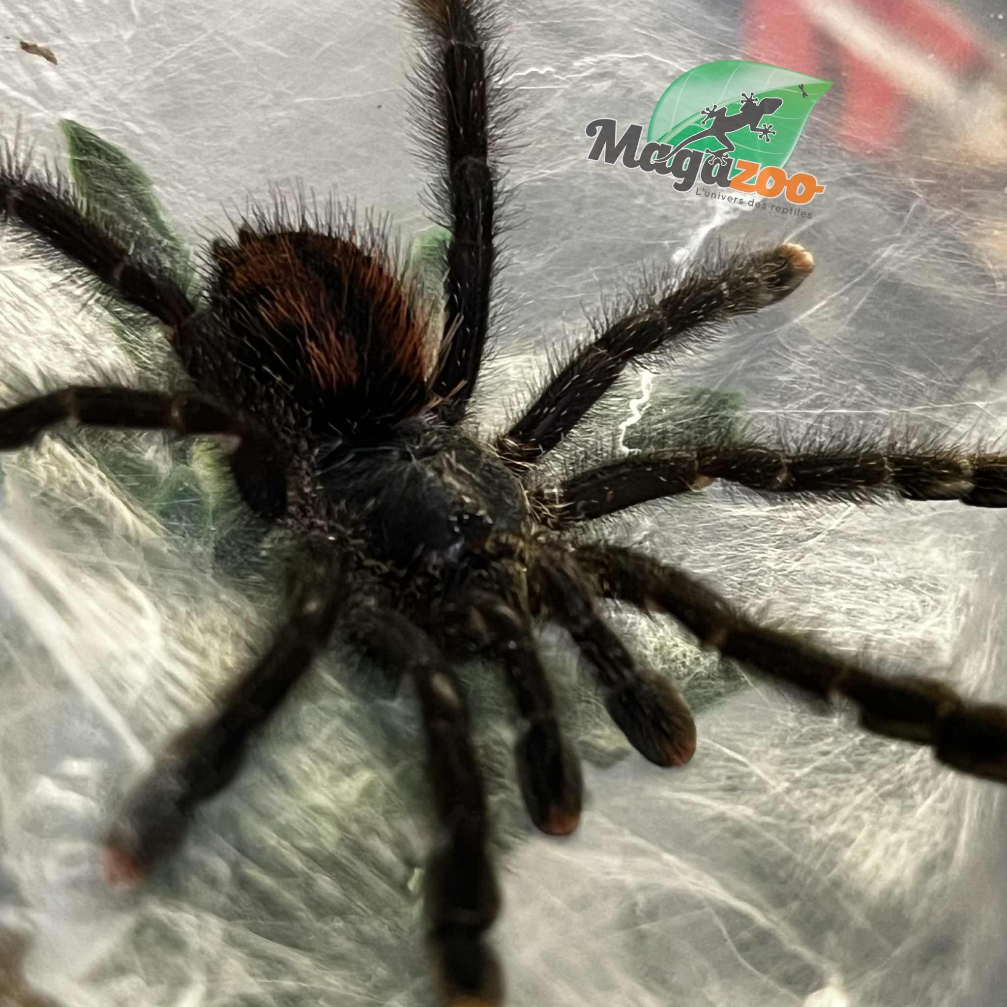 Magazoo Mygale à orteil rose 2'' /Avicularia avicularia