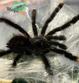 Magazoo Guyana pink toe tarantula 2'' /Avicularia avicularia