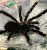 Magazoo Mygale à orteil rose 3'' /Avicularia avicularia