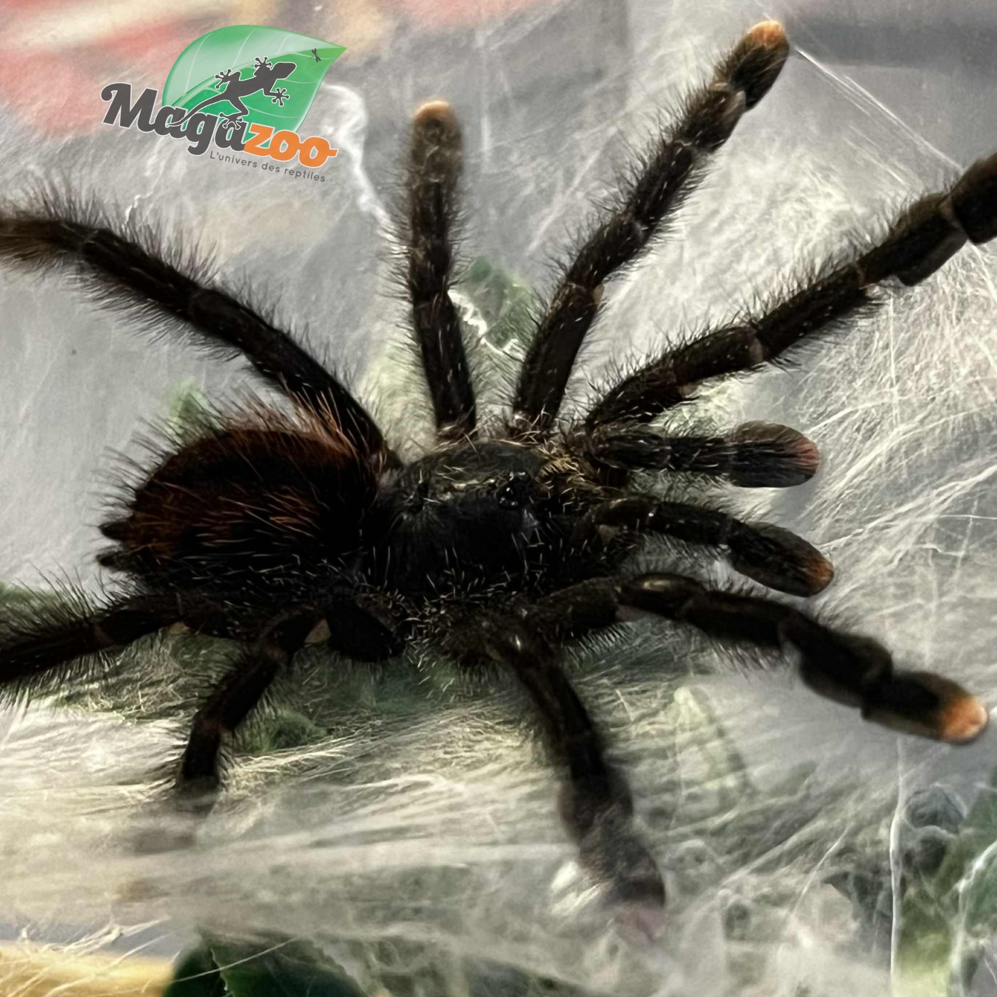 Magazoo Mygale à orteil rose 3'' /Avicularia avicularia