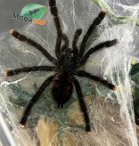 Magazoo Guyana pink toe tarantula 2'' /Avicularia avicularia