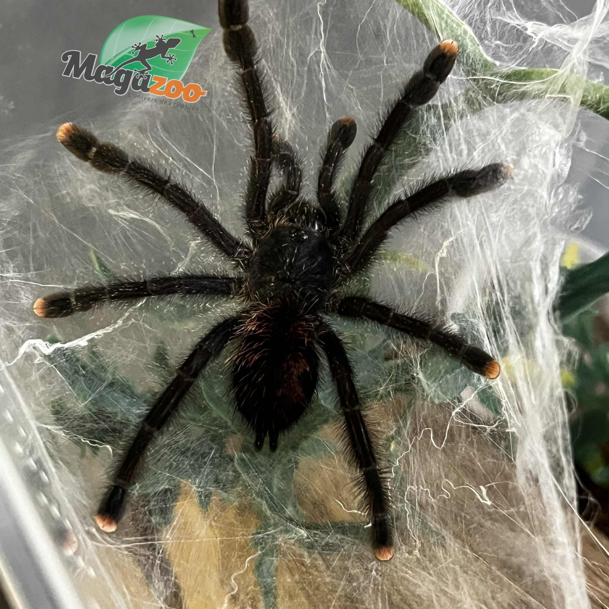 Magazoo Mygale à orteil rose 3'' /Avicularia avicularia