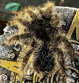 Magazoo Curly hair tarantula (3'')/Tlitocatl albopilosus