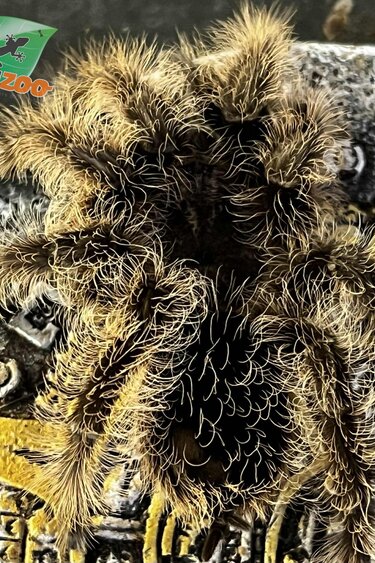 Magazoo Curly hair tarantula (3'')/Tlitocatl albopilosus