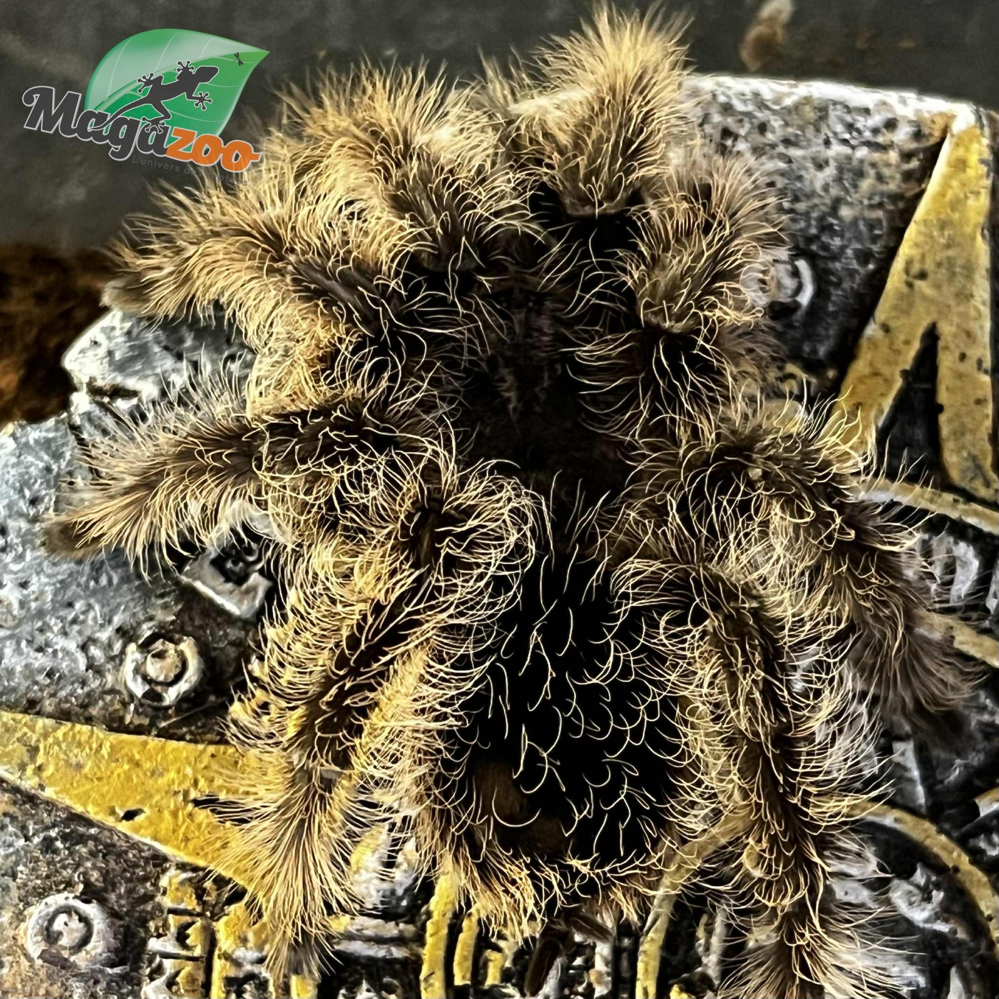 Magazoo Curly hair tarantula (3'')/Tlitocatl albopilosus