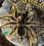 Magazoo Curly hair tarantula (3'')/Tlitocatl albopilosus