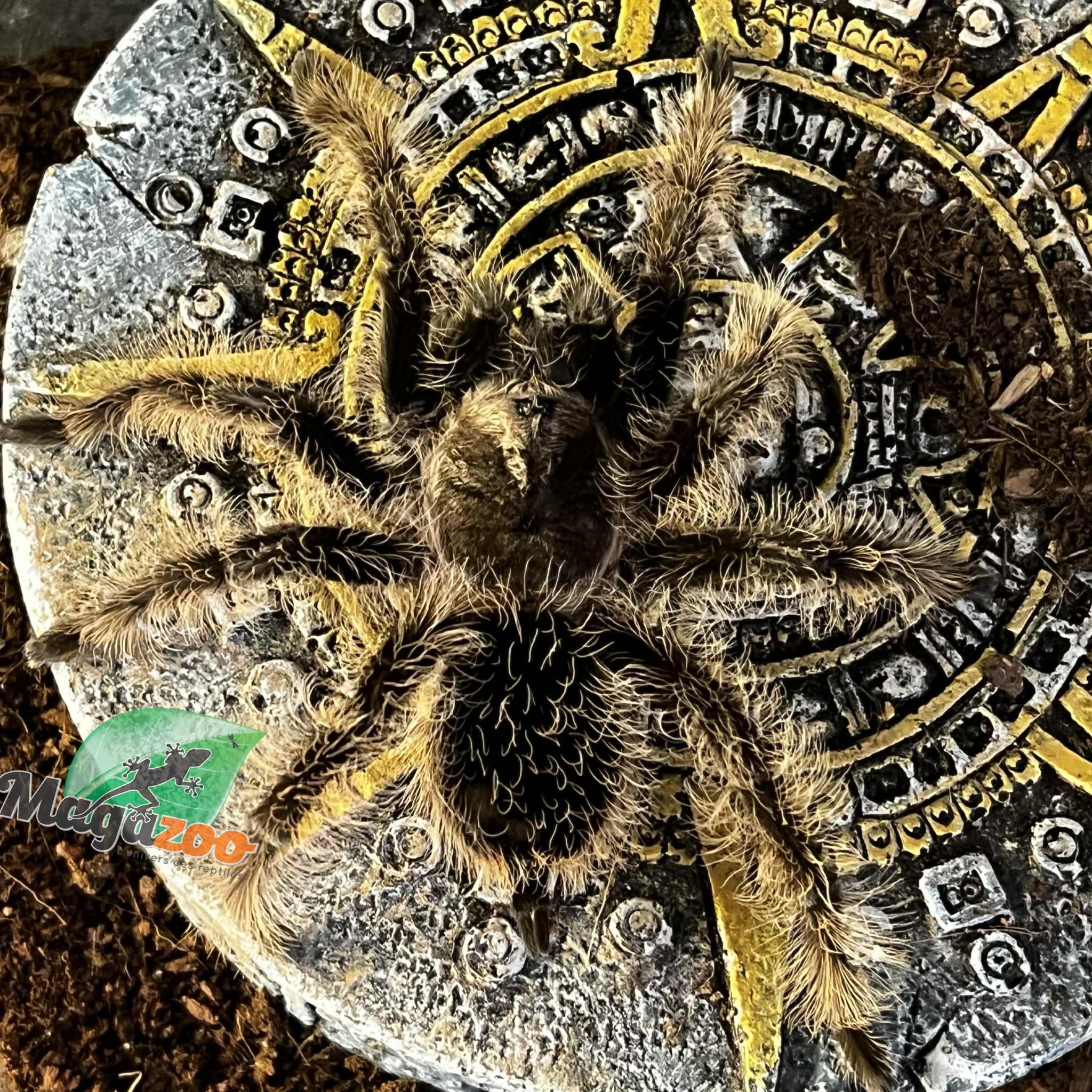 Magazoo Curly hair tarantula (3'')/Tlitocatl albopilosus