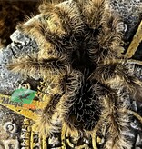 Magazoo Curly hair tarantula (3'')/Tlitocatl albopilosus